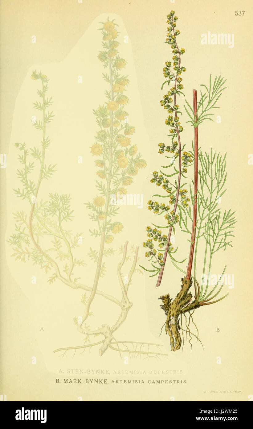 Artemisia campestris ssp campestris Stock Photo