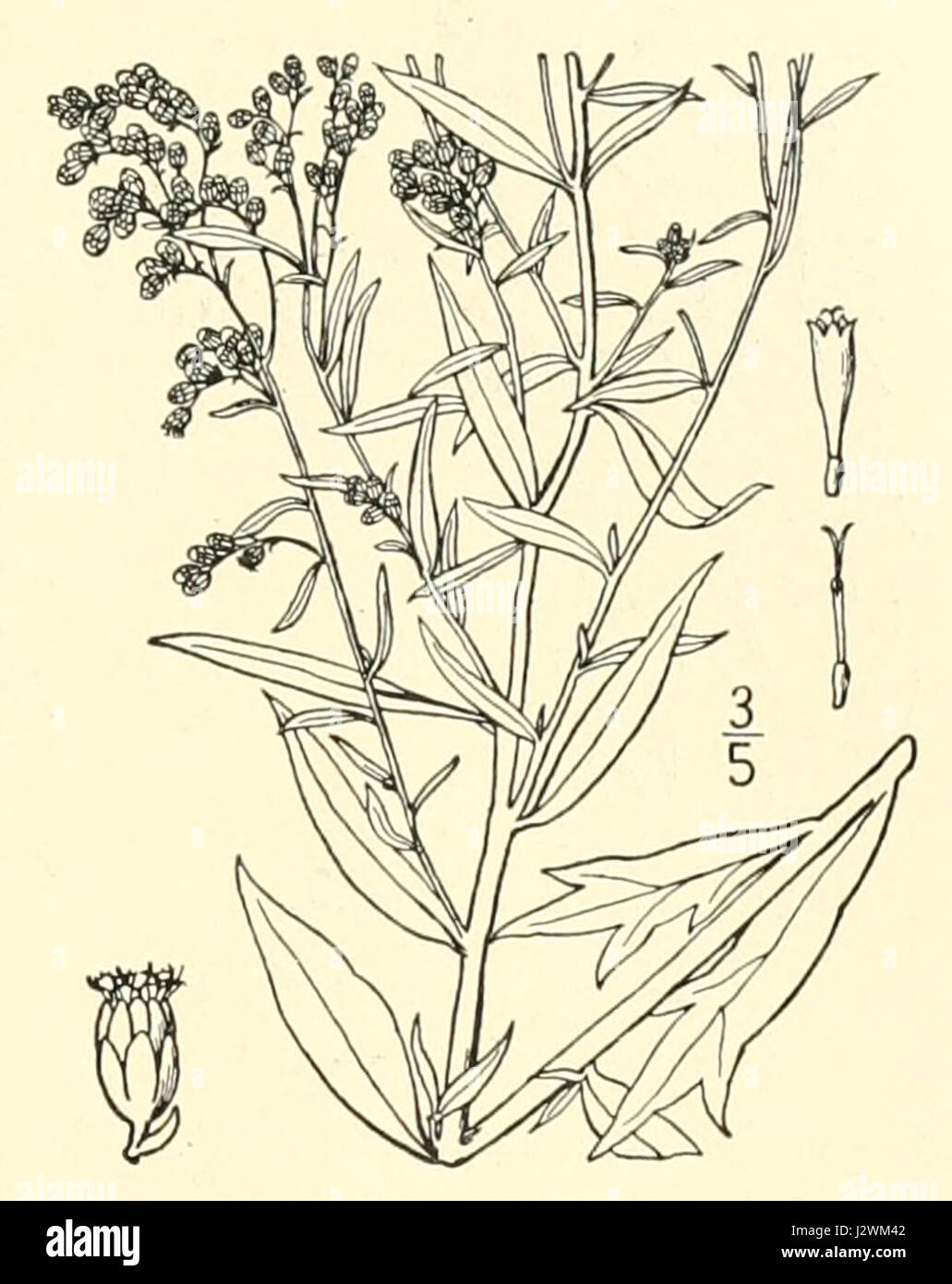 Artemisia ludoviciana - 001x Stock Photo