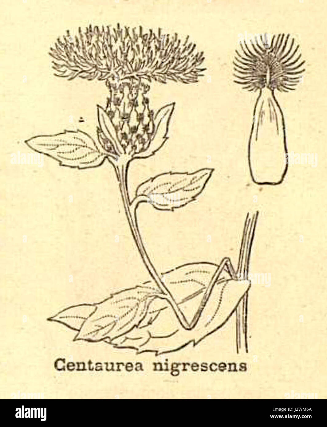 Centaurea nigrescens ssp nigrescens Stock Photo