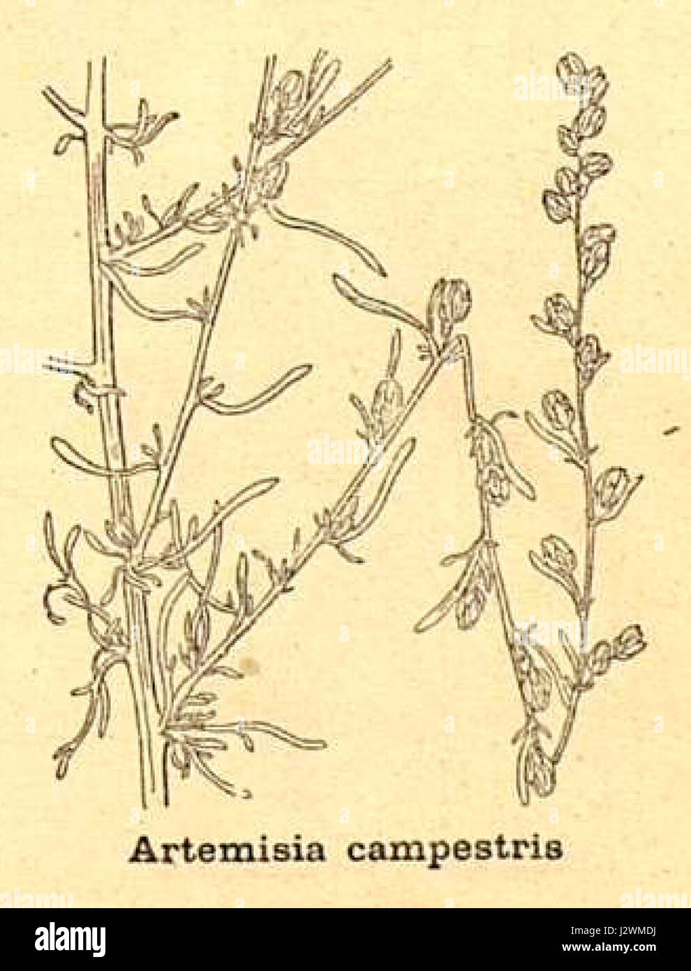 Artemisia campestris - 001x Stock Photo