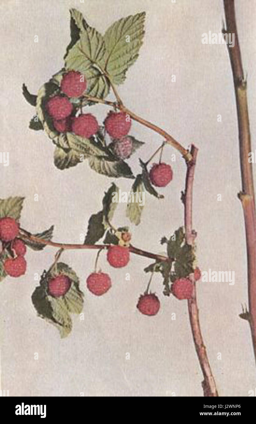 The Burbank thornless raspberry is a variety of raspberry known for its ...