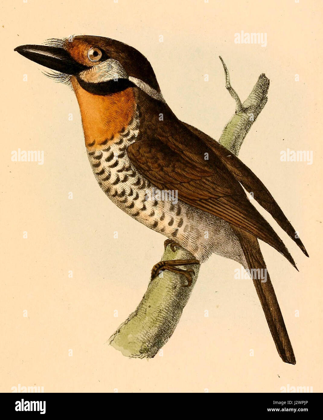 Bucco tamatia tamatia 1841 Stock Photo Alamy