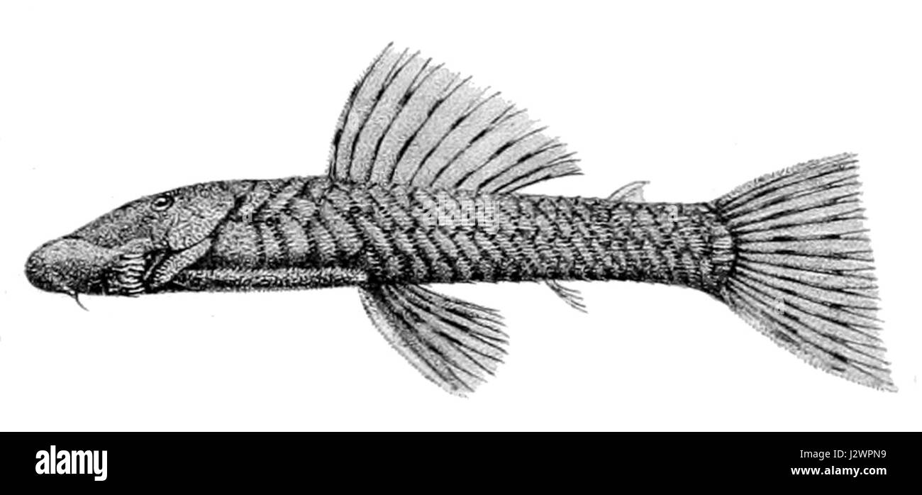 Chaetostoma microps Stock Photo