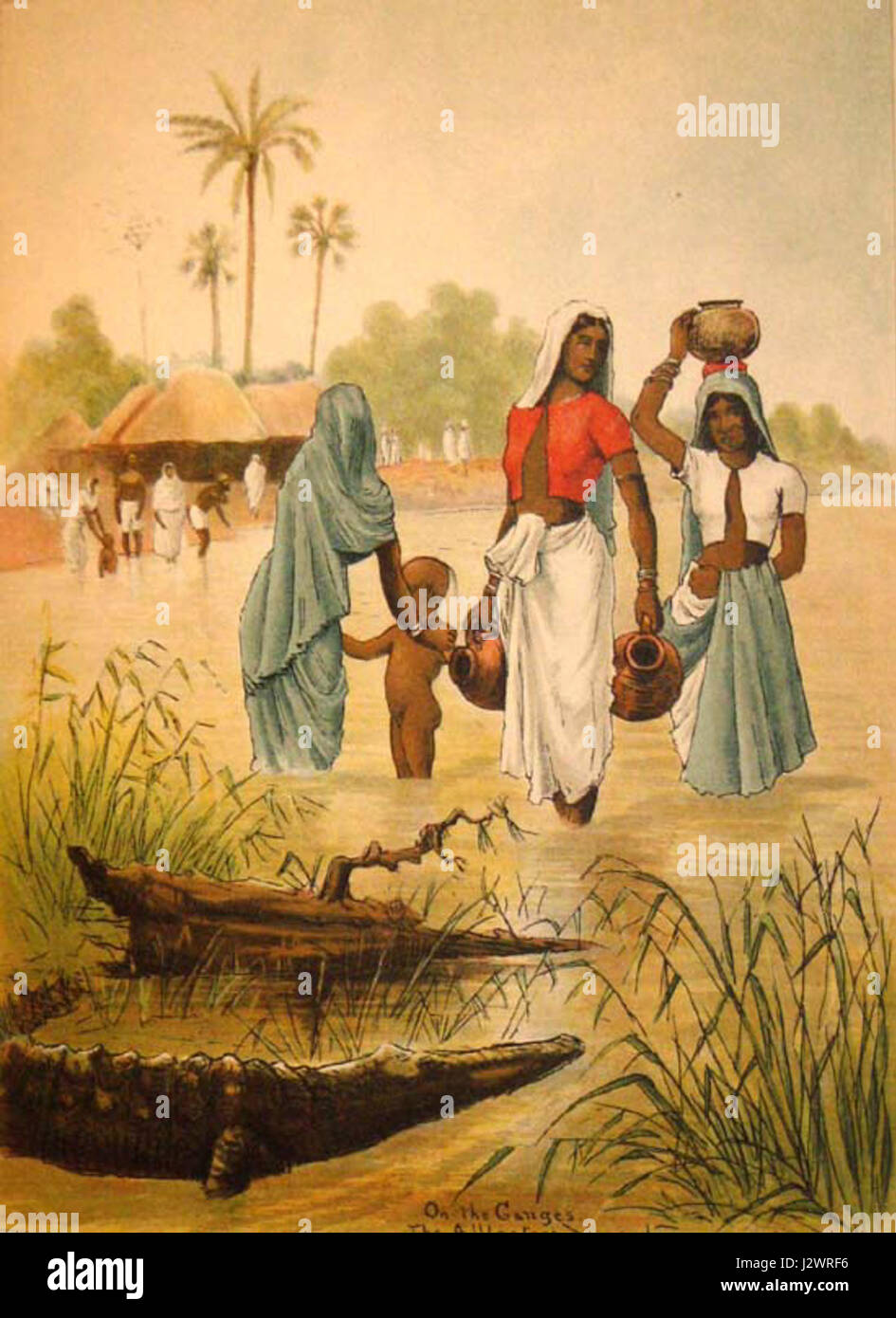 The alligator, a large reptile native to the southeastern United States, is an important species in the ecosystem. This image captures the unique features of an alligator, including its scaly body and powerful jaws. Stock Photo