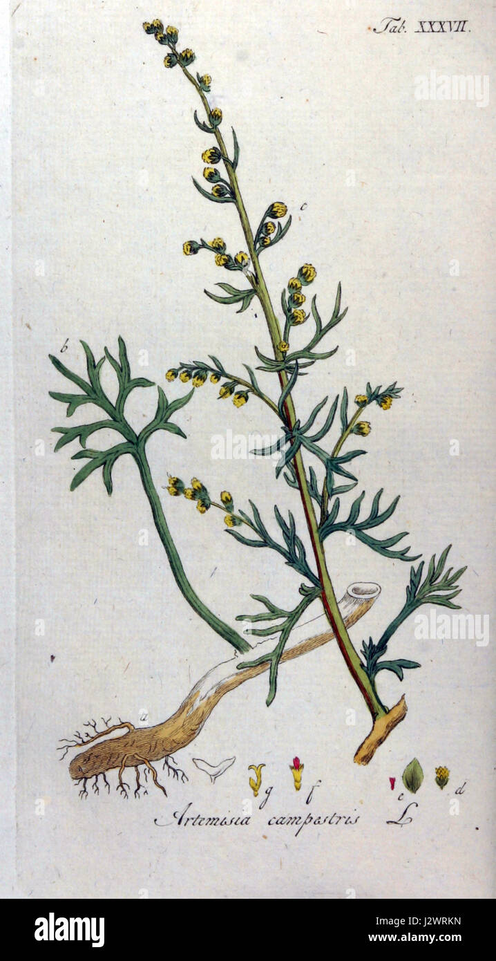 Artemisia campestris Ypey37 Stock Photo