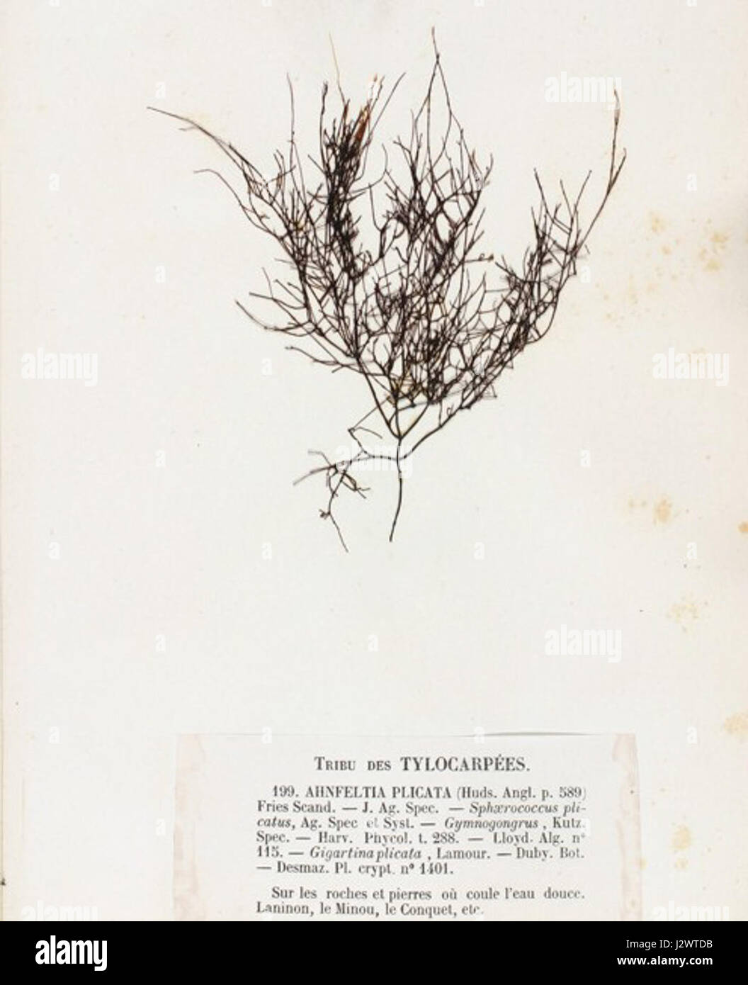 Ahnfeltia plicata Crouan Stock Photo