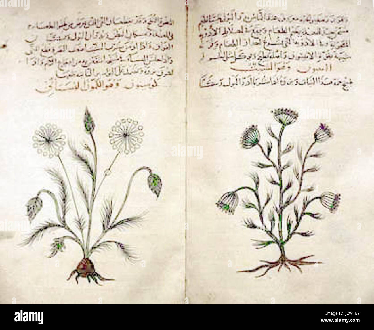 Arabic herbal medicine guidebook Stock Photo Alamy