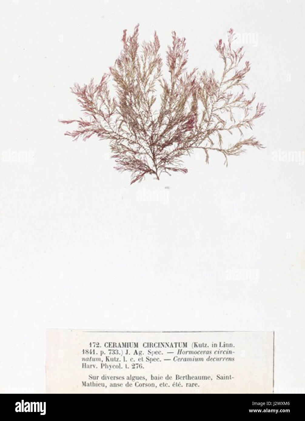 Ceramium circinatum Crouan Stock Photo