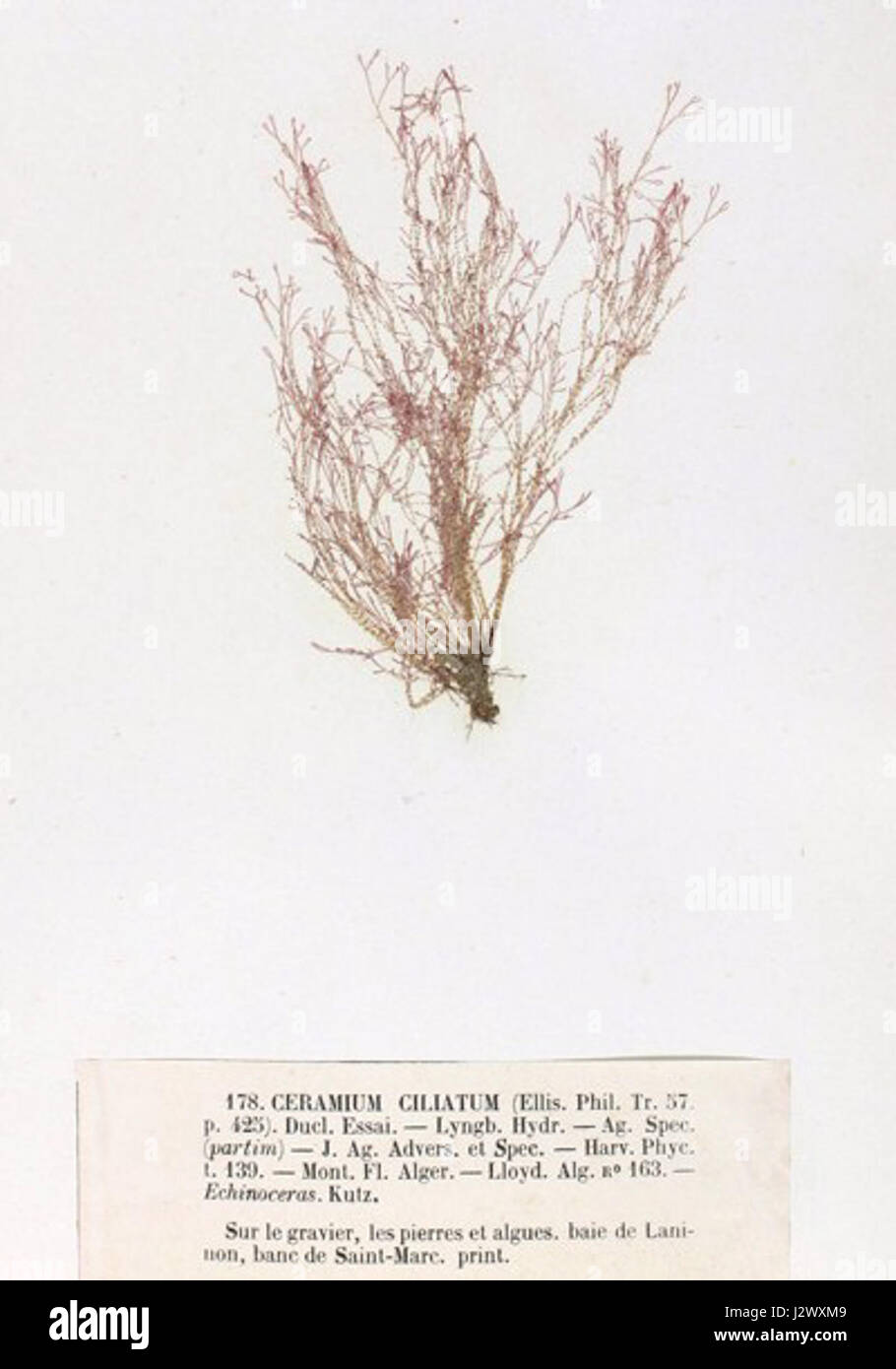 Ceramium ciliatum Crouan Stock Photo