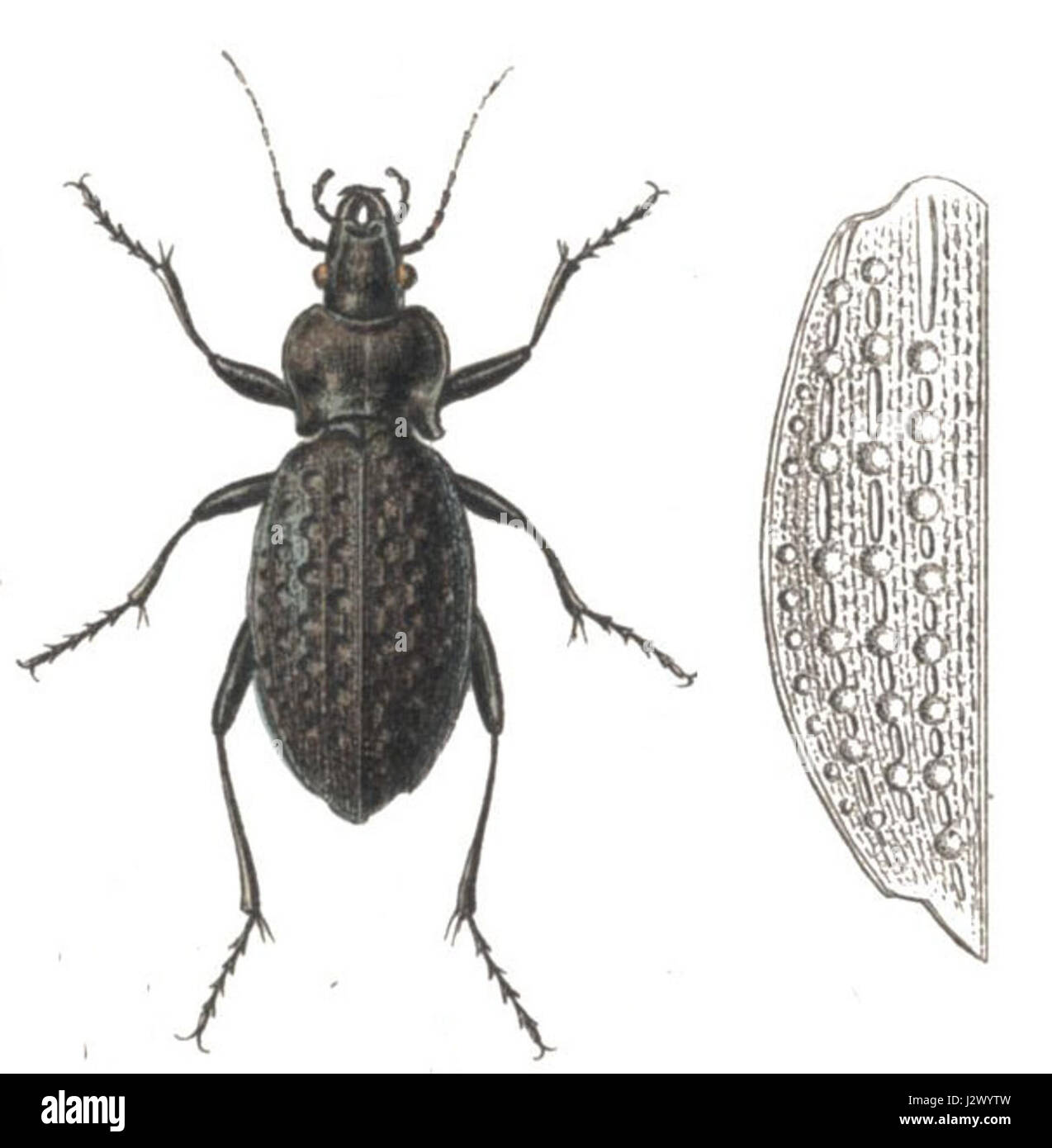 Carabus variolosus Stock Photo