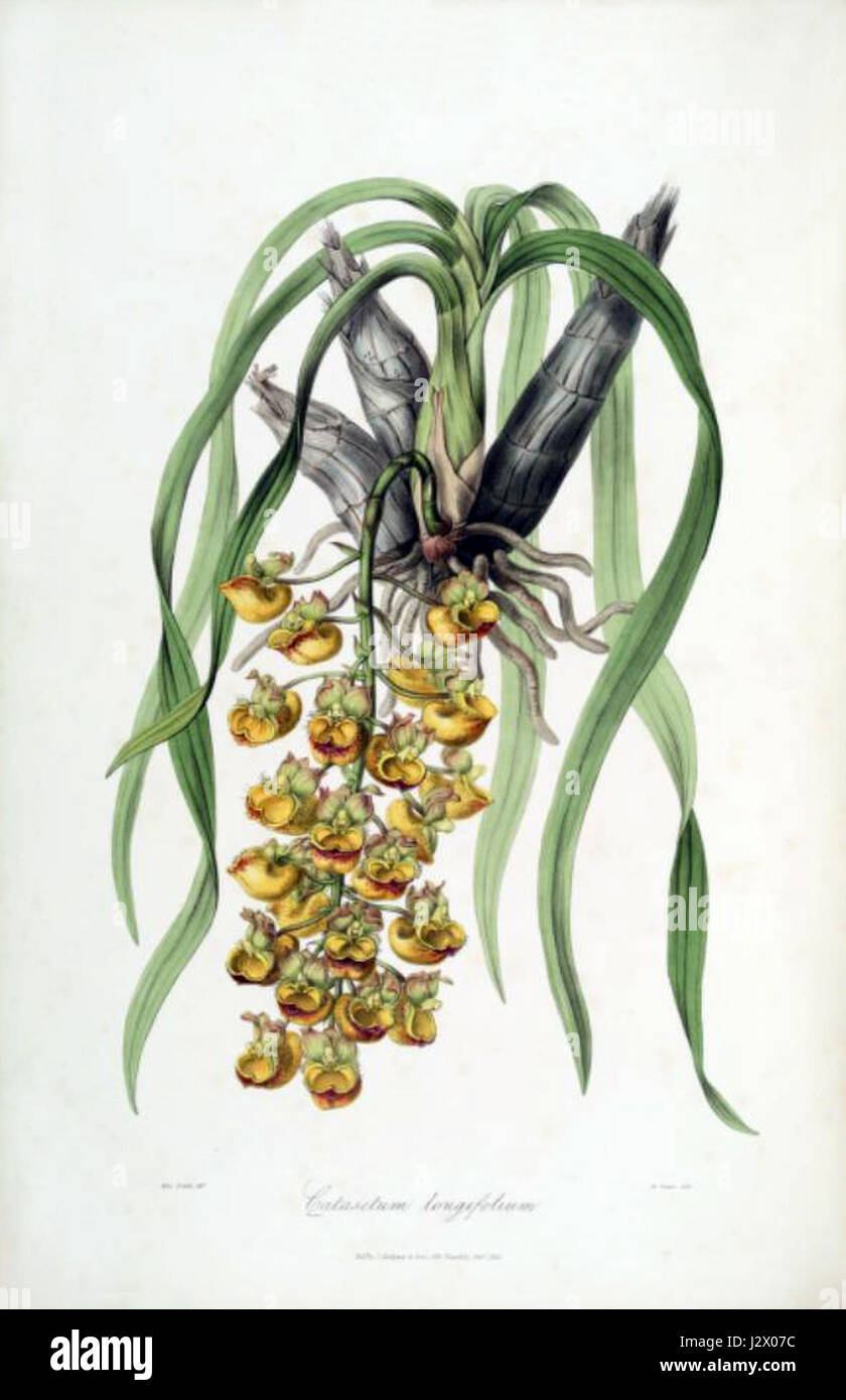 Catasetum longifolium - Sertum Orch - pl 31 Stock Photo