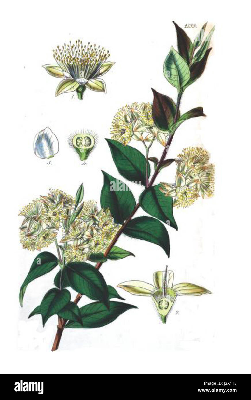 Backhousia myrtifolia Stock Photo