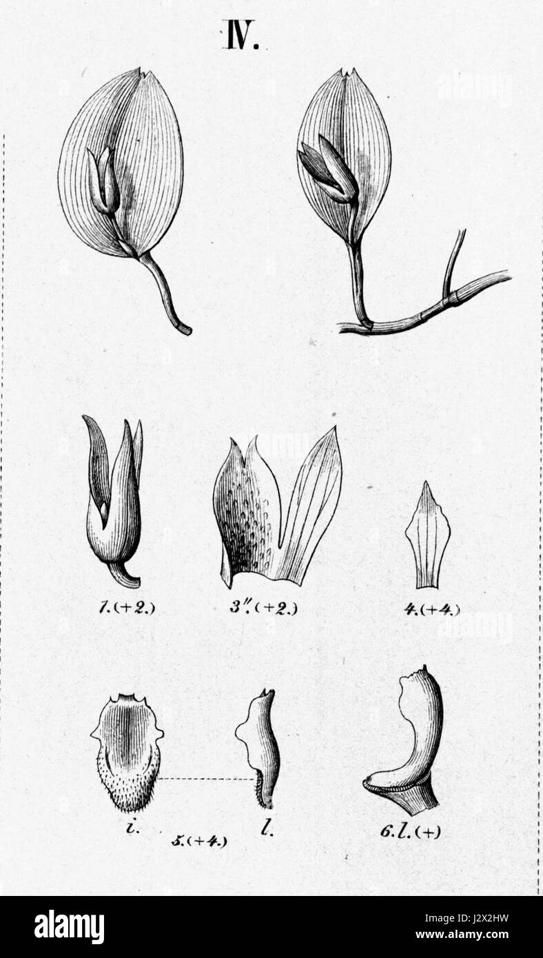 Acianthera bidentula (as Pleurothallis bidentula)- cutout from Fl.Br.3-4-93-fig. IV Stock Photo