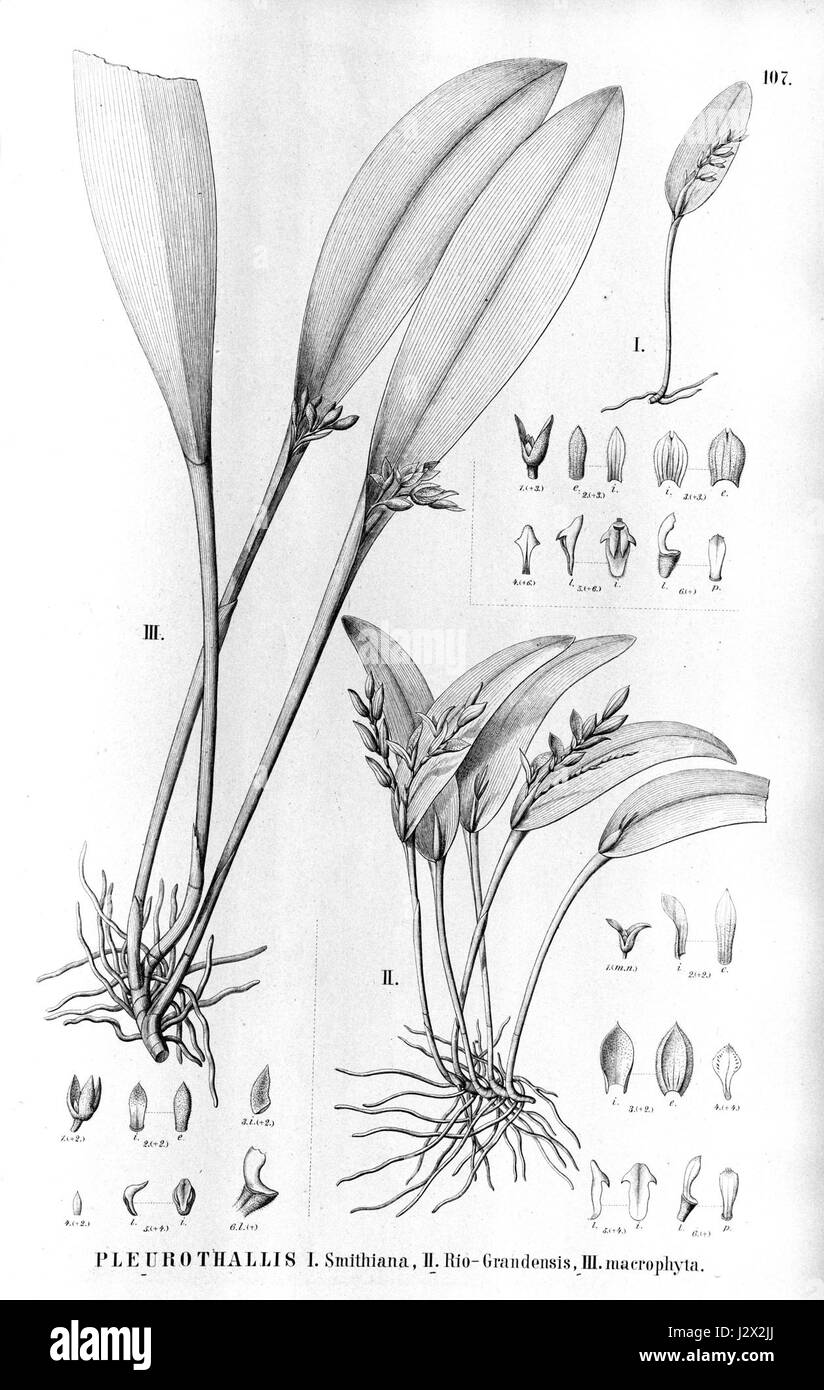 Acianthera pubescens (as Pleurothallis smithiana and Pl. rio-grandensis) - Acianthera aphthosa (as Pleurothallis macrophyta) - Fl.Br.3-4-107 Stock Photo