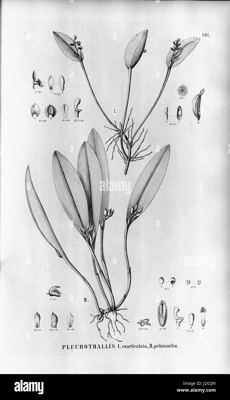 Acianthera exarticulata (as Pleurothallis exarticulata) - Acianthera aphthosa (as Pleurothallis pelioxantha) - Fl.Br.3-4-108 Stock Photo