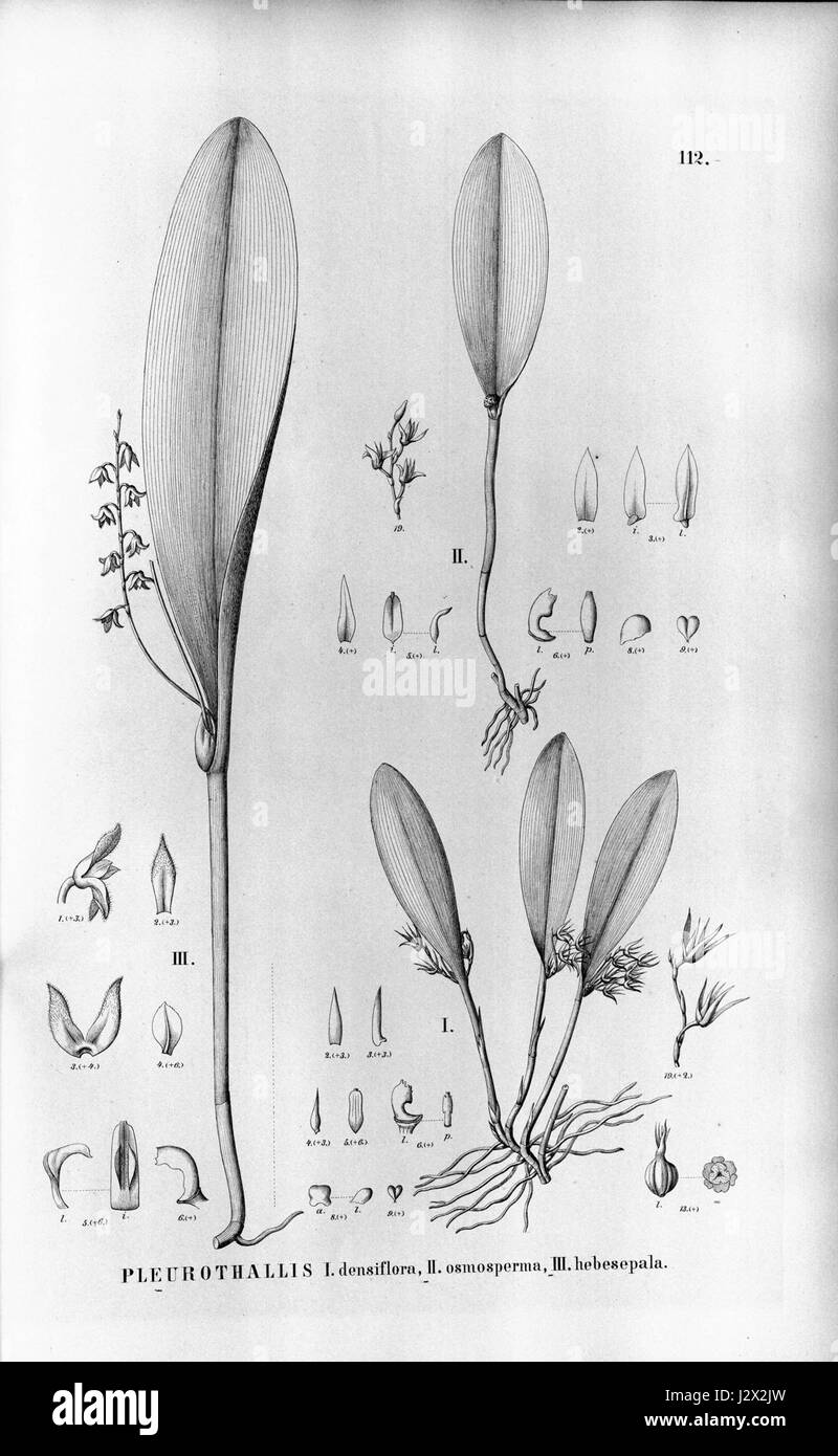 Anathallis obovata (as Pleurothallis densiflora and Pleurothallis osmosperma) - Stelis gelida Stock Photo
