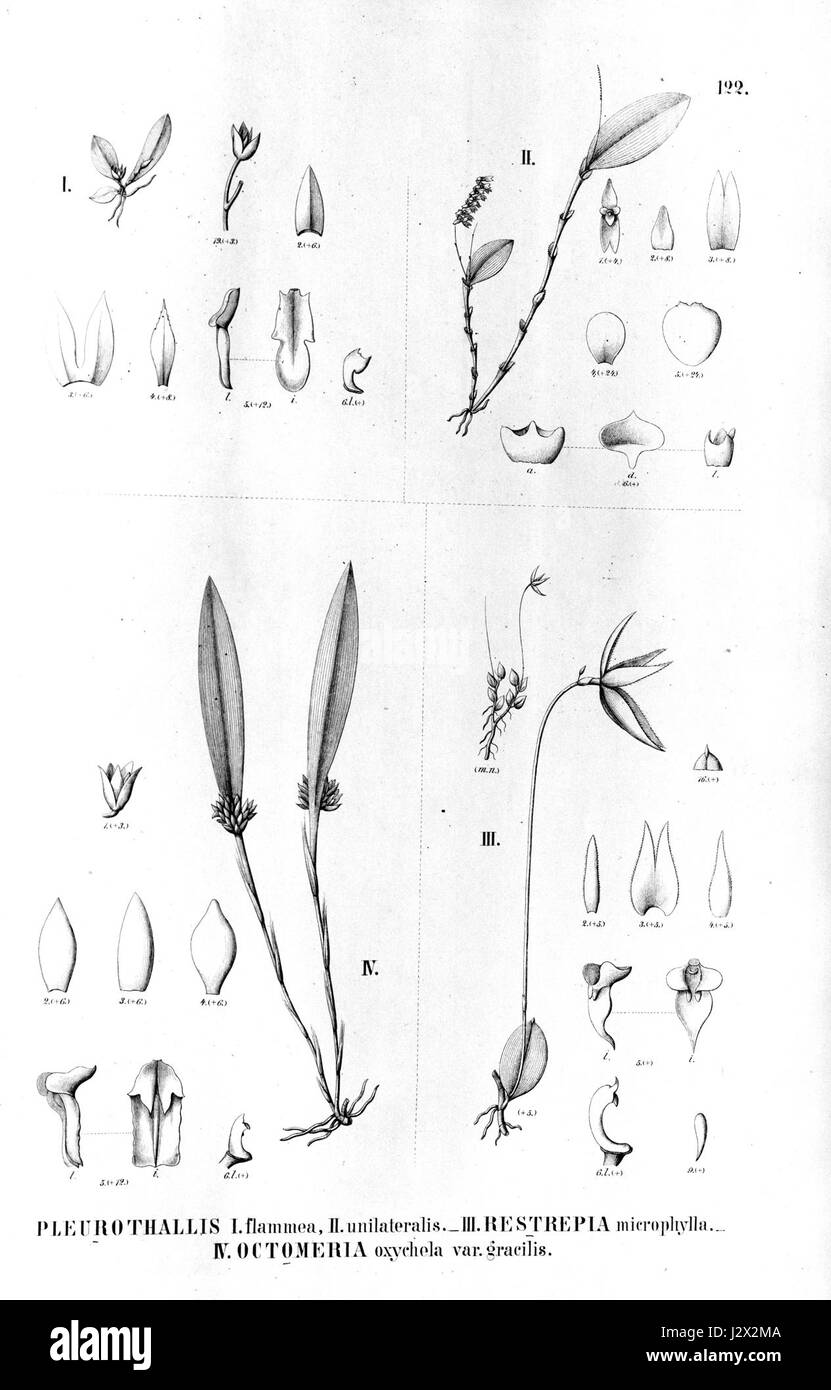 Anathallis flammea (as Pleurothallis fl.)-Lepanthopsis floripecten (as Pl. unilateralis)- Barbosella gardneri (as Restrepia microphylla)-Octomeria oxychela - Fl.Br.3-4-122 Stock Photo