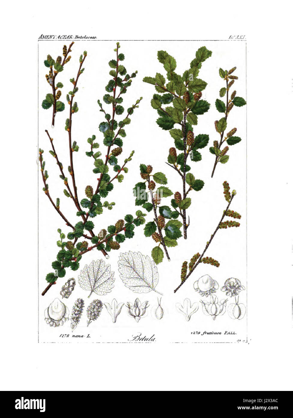 Betula nana Betula fruticosa Reichenbach Stock Photo