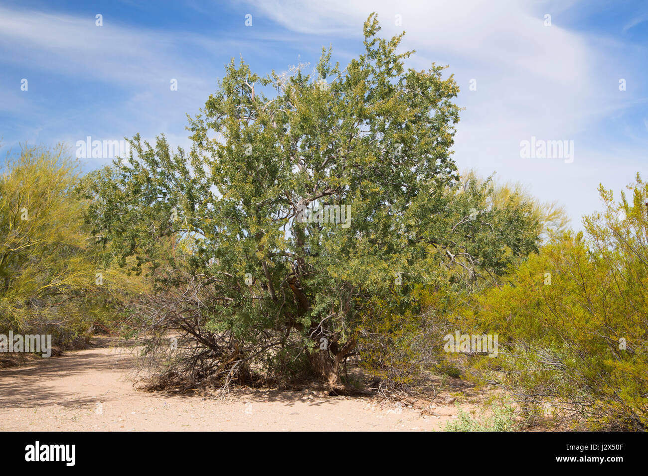 Ironwood tree desert hi res stock photography and images Alamy