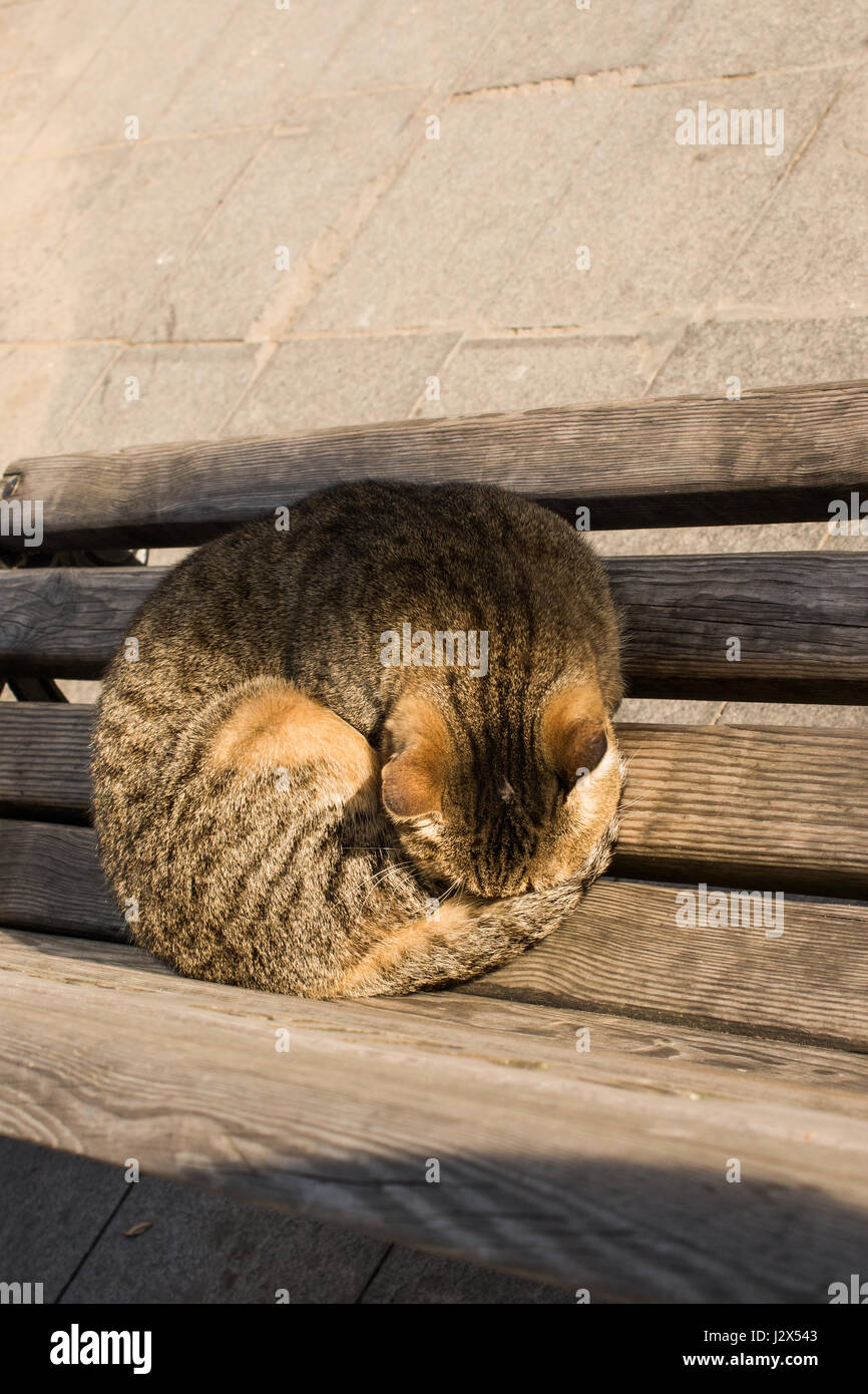 Another portrait of the homeless street cat Stock Photo - Alamy