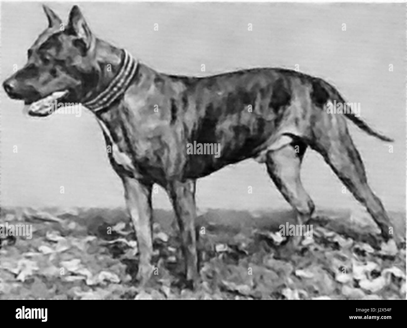 Kirby of Indiana is a champion dog recognized by the American Kennel Club (AKC). As an AKC champion, Kirby has met rigorous standards of breed quality and performance in dog shows and competitions. Stock Photo