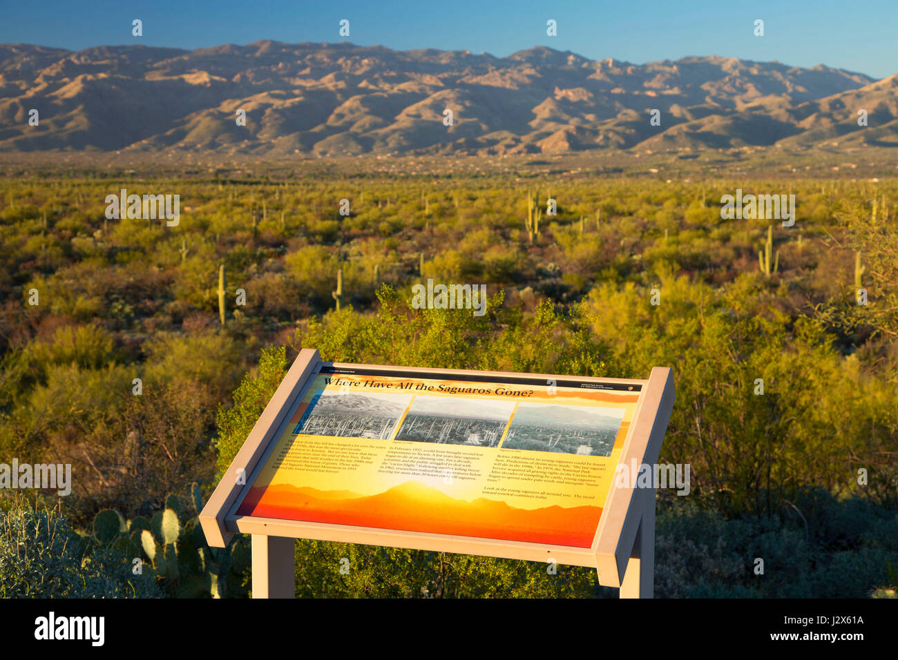 Interpretive board along Cactus Forest Drive, Saguaro National Park-Rincon Mountain Unit, Arizona Stock Photo