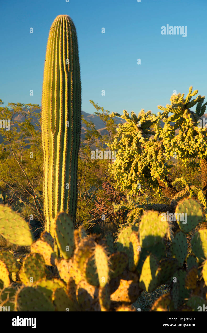 Saguaro along Cactus Forest Drive, Saguaro National Park-Rincon Mountain Unit, Arizona Stock Photo