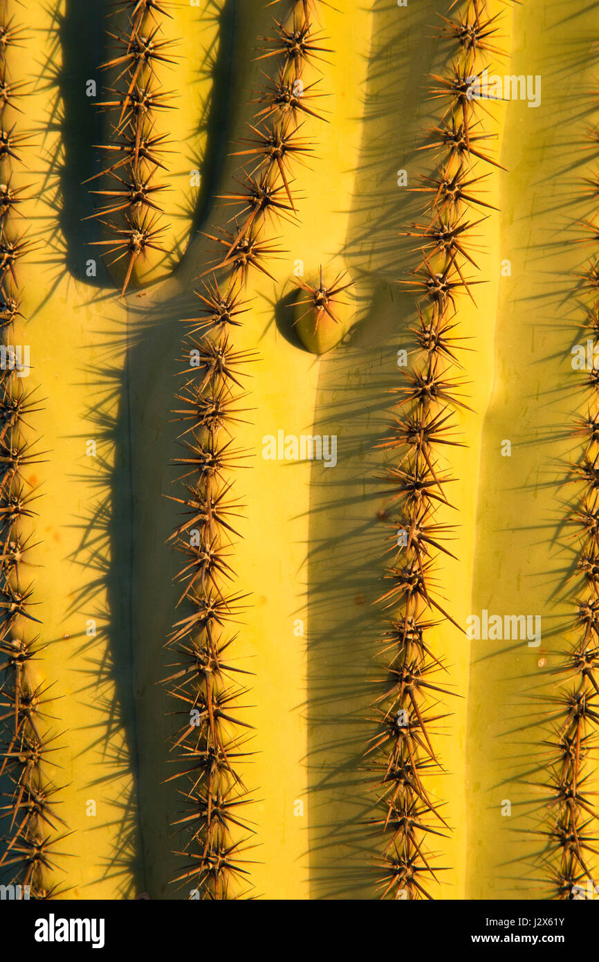 Saguaro along Cactus Forest Drive, Saguaro National Park-Rincon Mountain Unit, Arizona Stock Photo