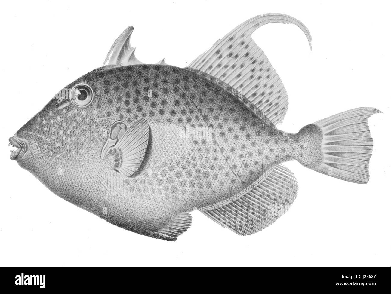 Triggerfish underwater Black and White Stock Photos & Images - Alamy