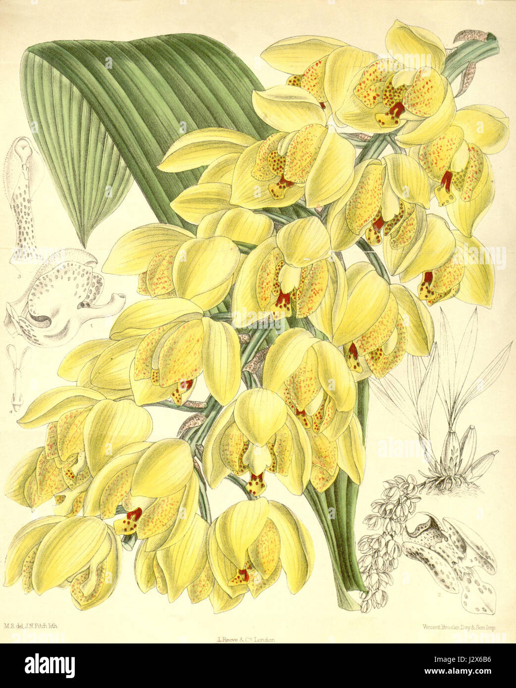 Acineta densa - Curtis' 116 (Ser. 3 no. 46) pl 7143 (1890) Stock Photo