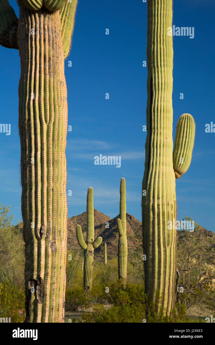 Saguaro, Cabeza Prieta National Wildlife Refuge, Arizona Stock Photo ...