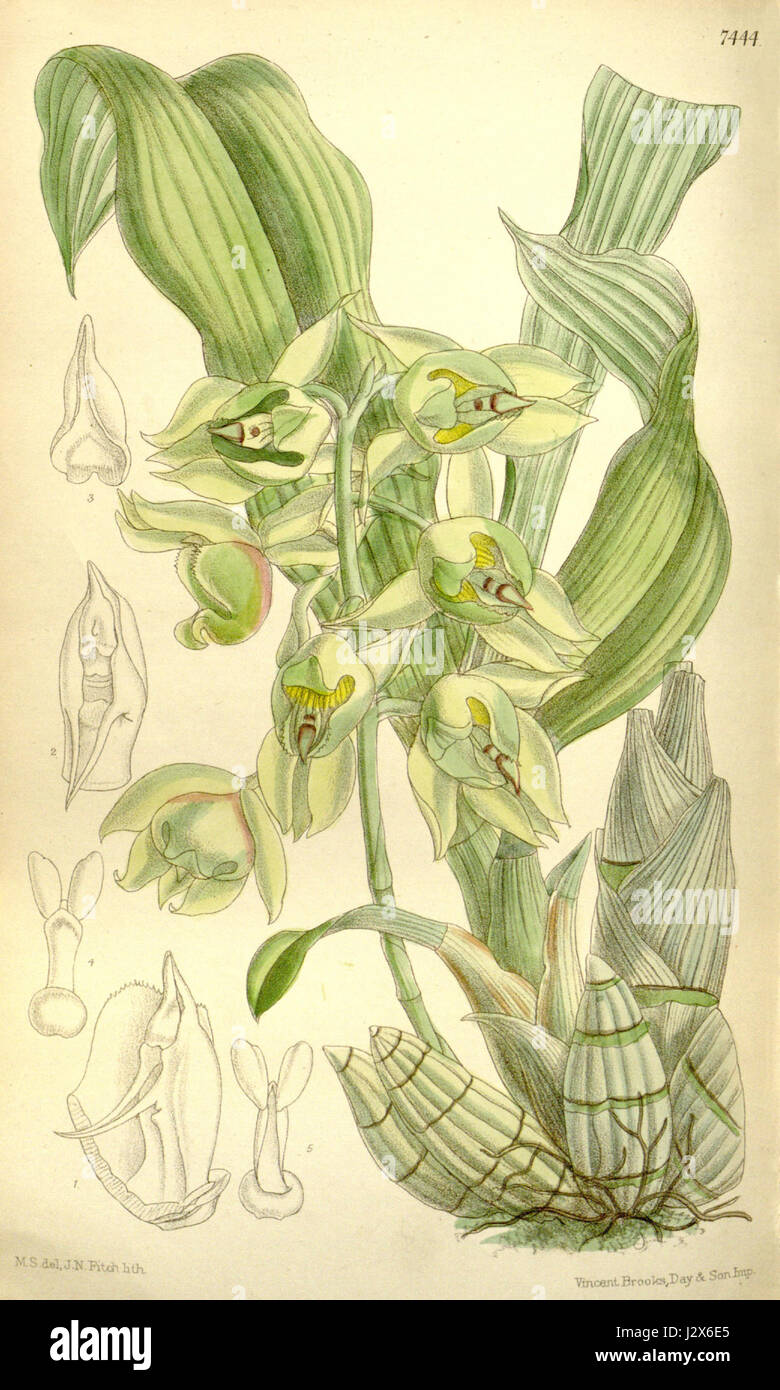 Catasetum lemosii Stock Photo