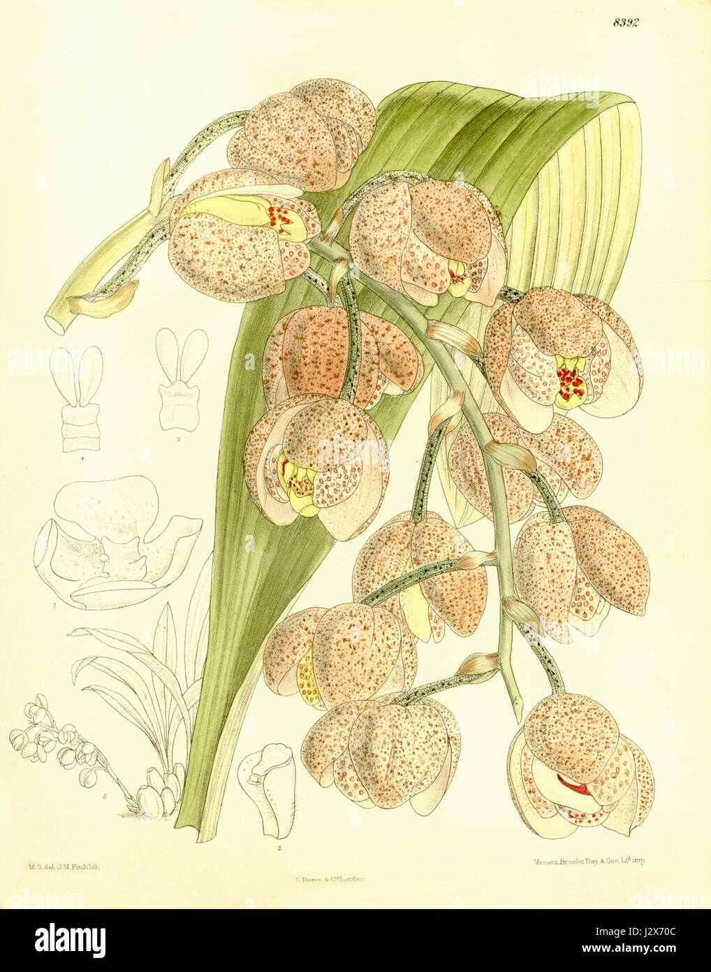 Acineta hrubyana (as Acineta moorei) - Curtis' 137 (Ser. 4 no. 7) pl. 8392 (1911) Stock Photo