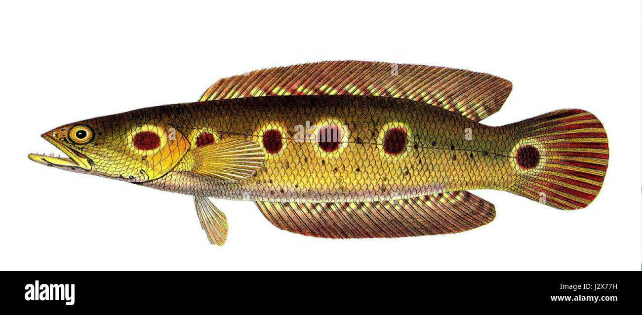 Channa pleurophthalma Bleeker Stock Photo - Alamy
