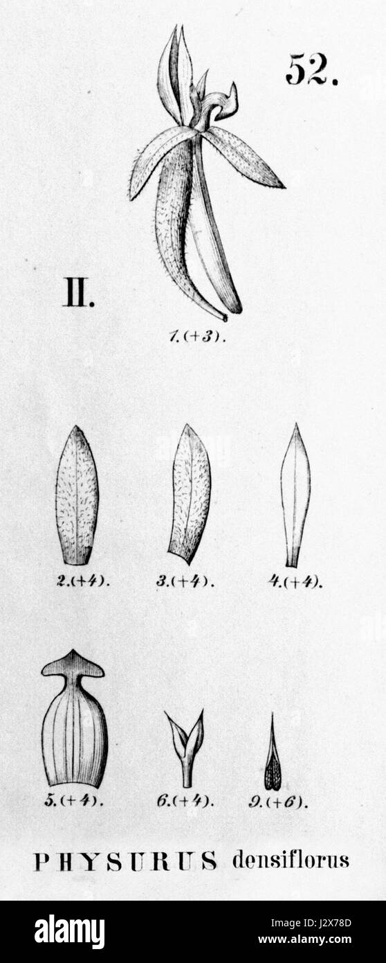 Aspidogyne foliosa (as Physurus densiflorus) - cutout from Flora Brasiliensis 3-4-52 fig II Stock Photo