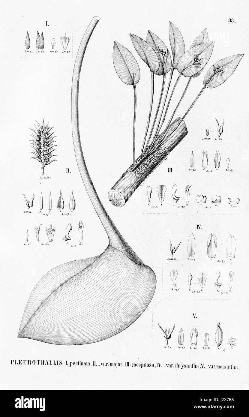 Acianthera pectinata (as Pleurothallis pectinata) - Acianthera luteola (as Pleurothallis caespitosa) - Fl. Bras. 3-4-88 Stock Photo