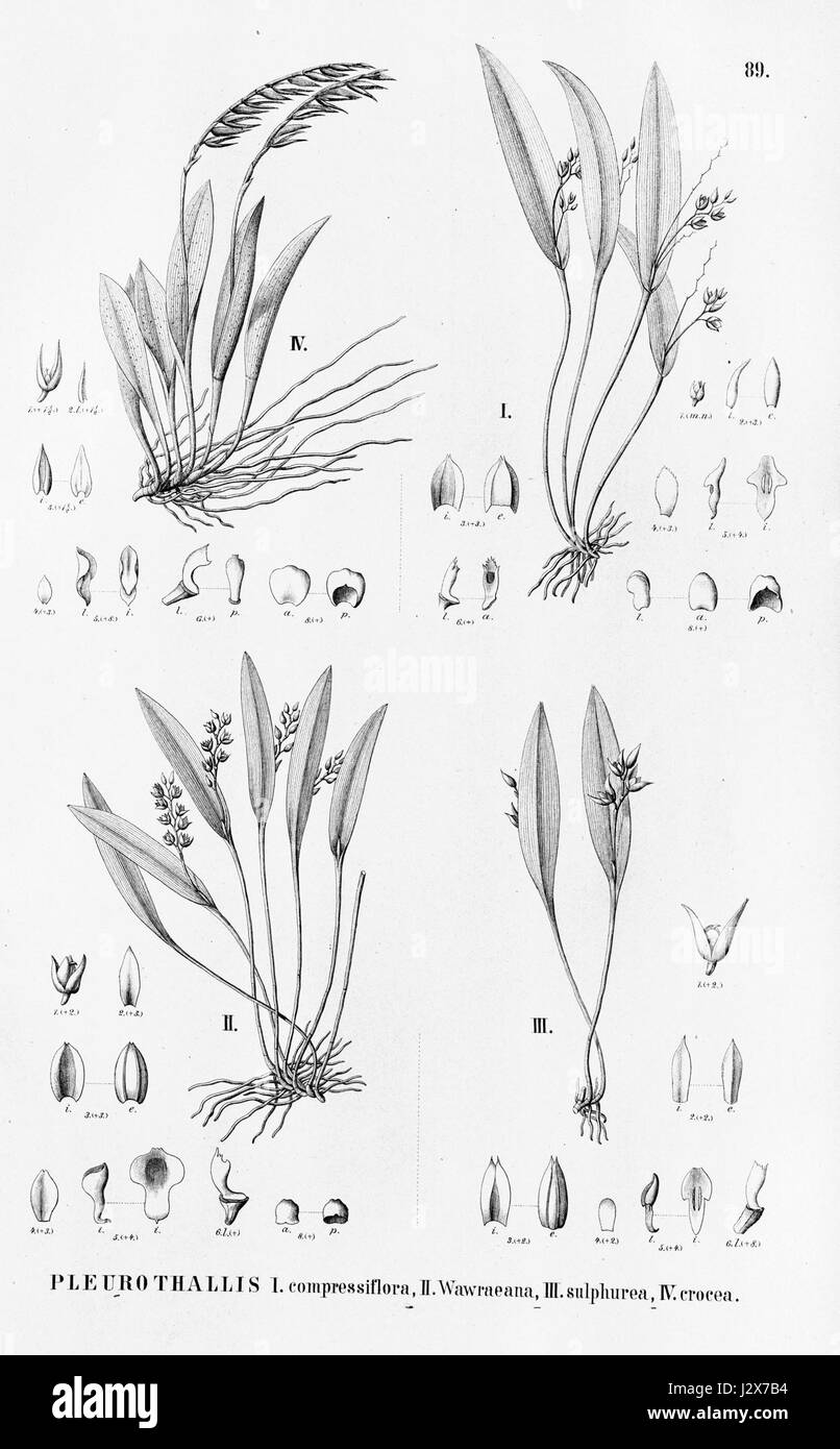 Acianthera auriculata (as Pleurothallis compressiflora) - Pleurothallis wawraeana - Pleurothallis sulphurea - Stock Photo
