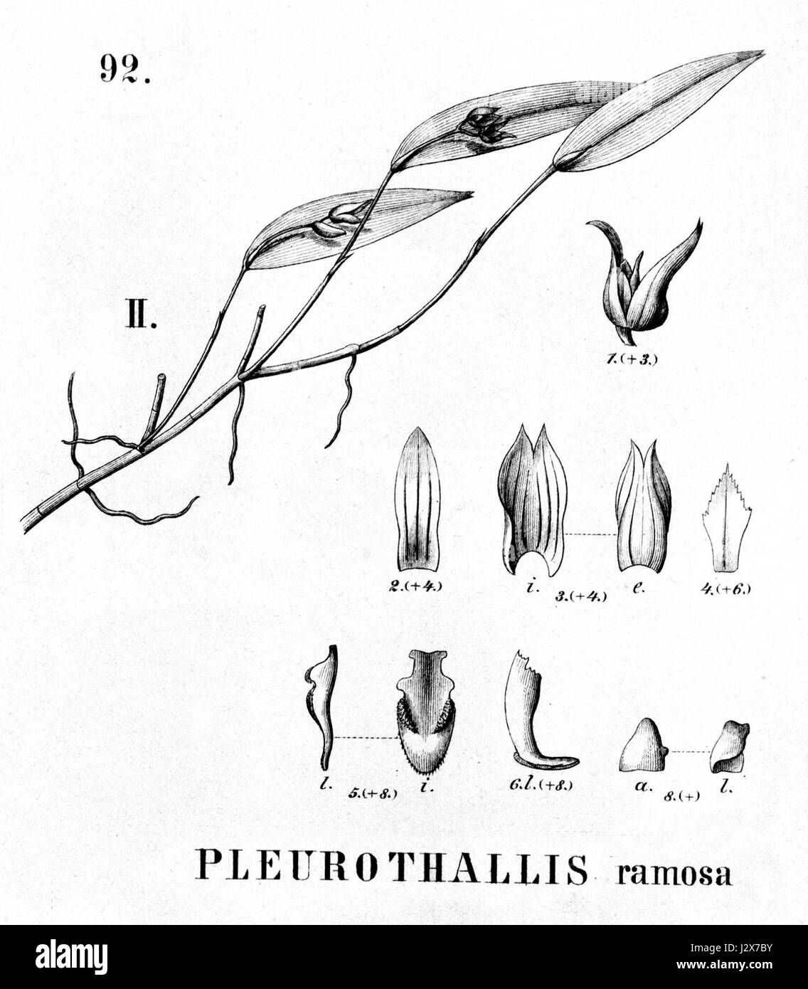Acianthera ramosa (as Pleurothallis ramosa) - cutout from Flora Brasiliensis 3-4-92 fig II Stock Photo