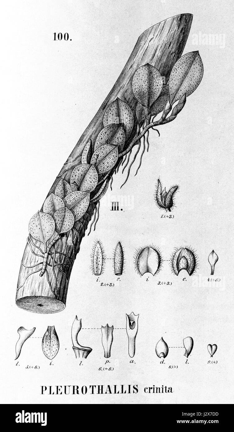 Acianthera crinita (as Pleurothallis crinita) - cutout from Flora Brasiliensis3-4-100 fig III Stock Photo
