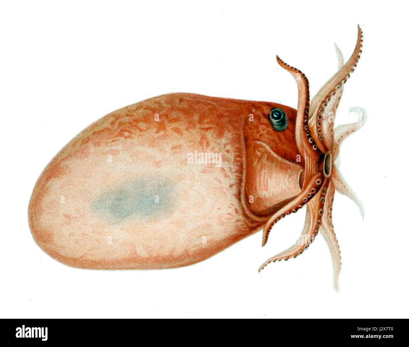 Bolitaena pygmaea1 Stock Photo