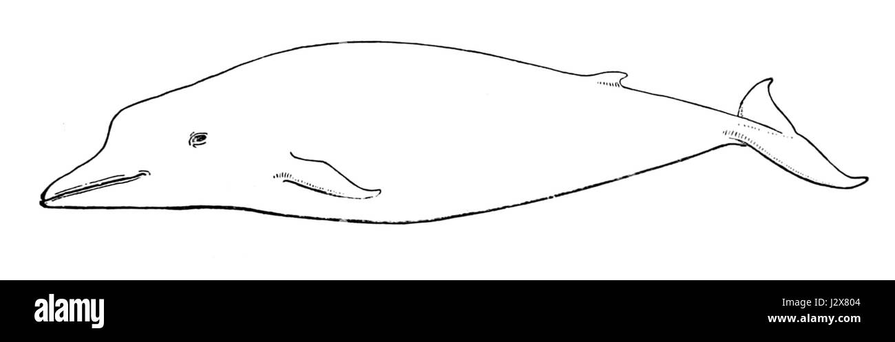 Berardius arnuxii, also known as the Arnouxâ€™s beaked whale, is a species of deep-diving whale found in the Southern Ocean. It is known for its distinctive long beak and rare sightings. Stock Photo