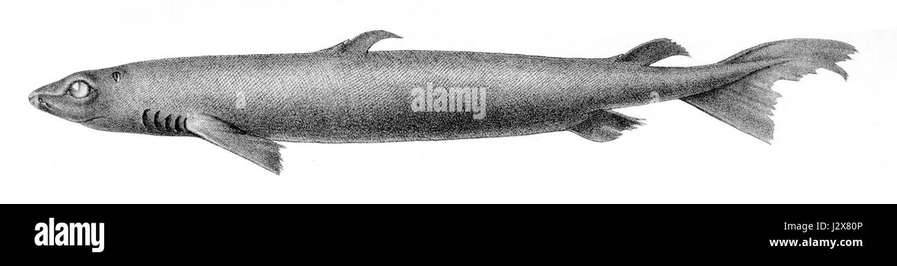Centroscymnus coelolepis, also known as the velvet belly lanternshark, is a species of deep-sea shark found in the Atlantic Ocean, recognized for its bioluminescence and unique physical features. Stock Photo