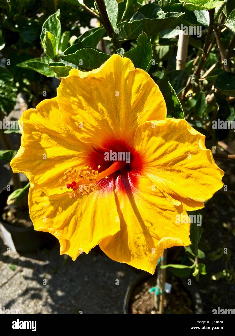 Yellow hibiscus flower Stock Photo Alamy