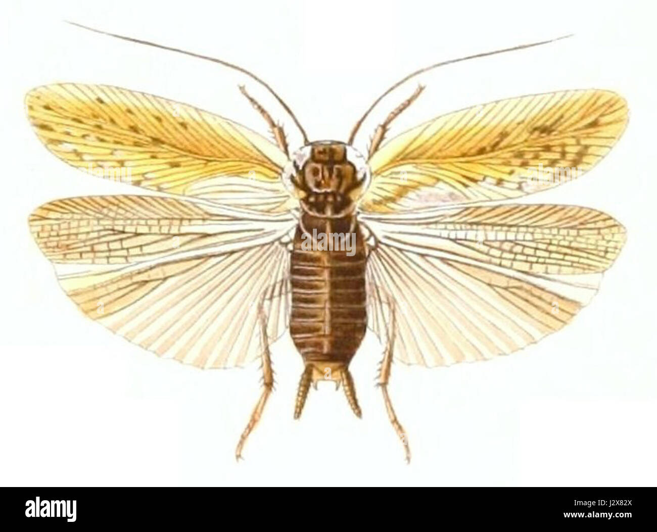 Blatta ferrea Stock Photo