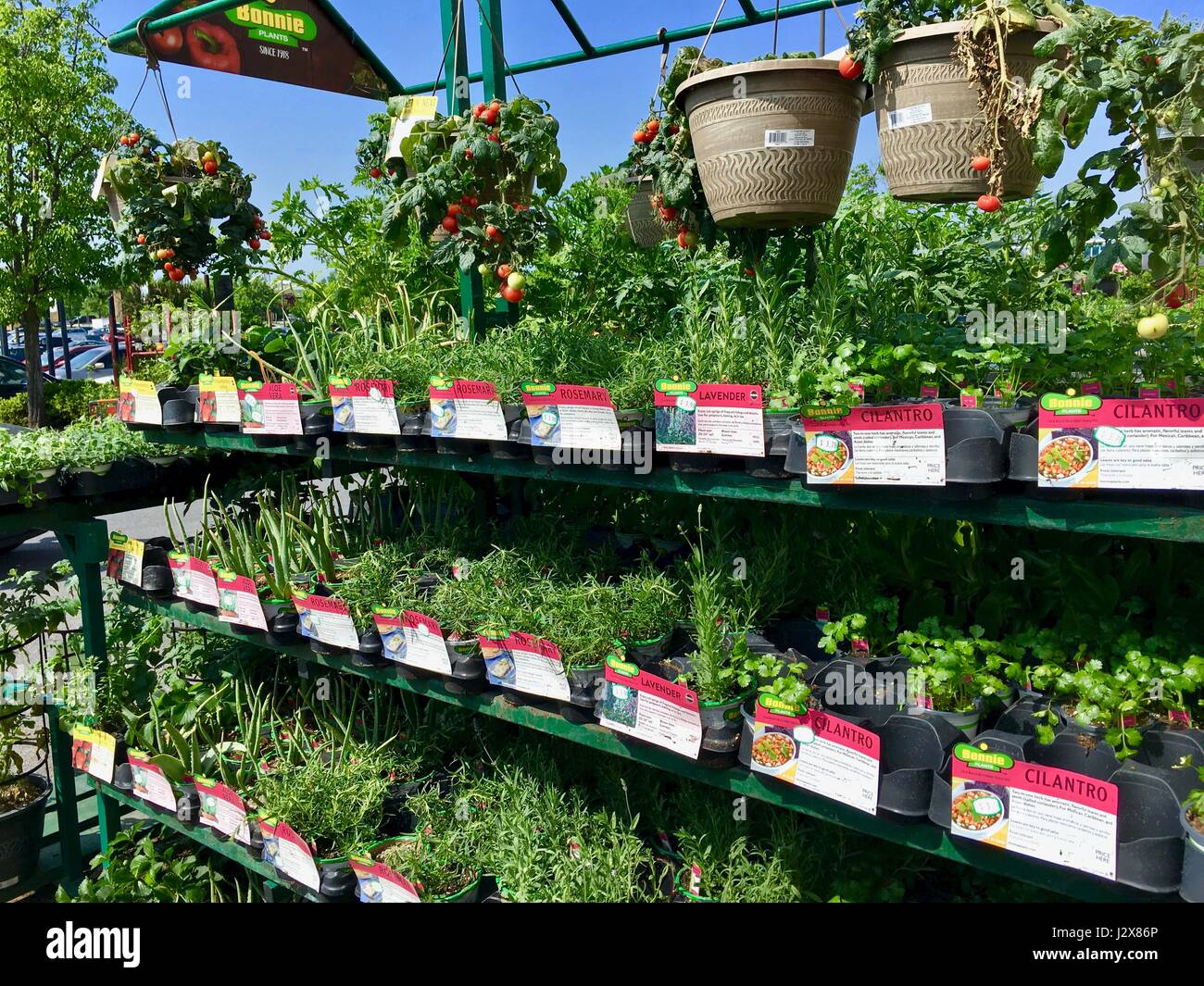 The Home Depot Plants High Resolution Stock Photography And Images Alamy