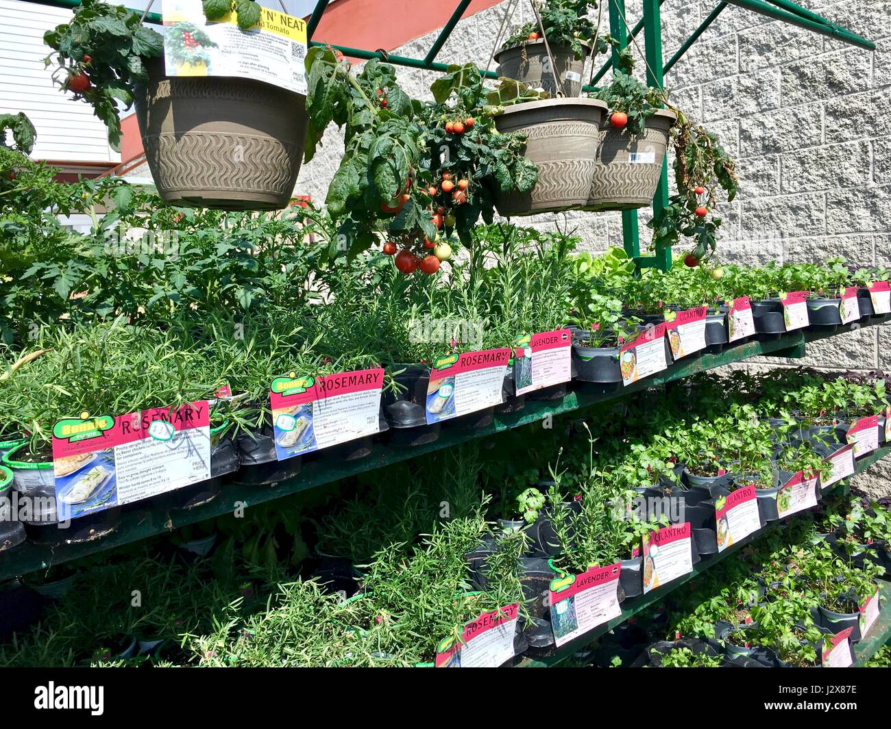 The Home Depot outdoor nursery with garden plant and flowers Stock Photo