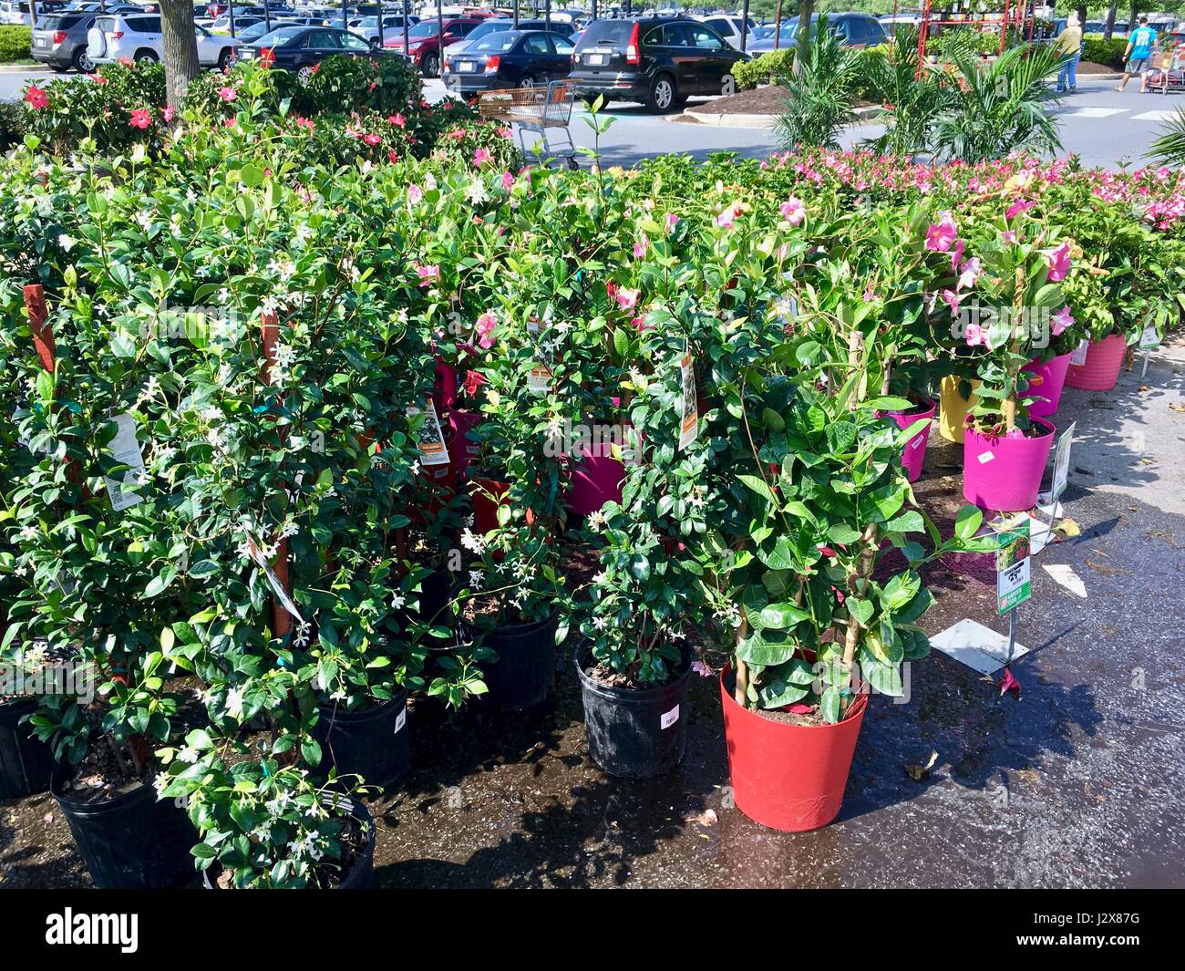 The Home Depot outdoor nursery with garden plant and flowers Stock Photo
