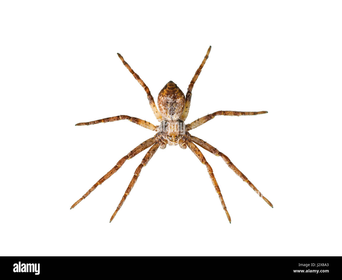 Scary Spider Isolated on White Stock Photo