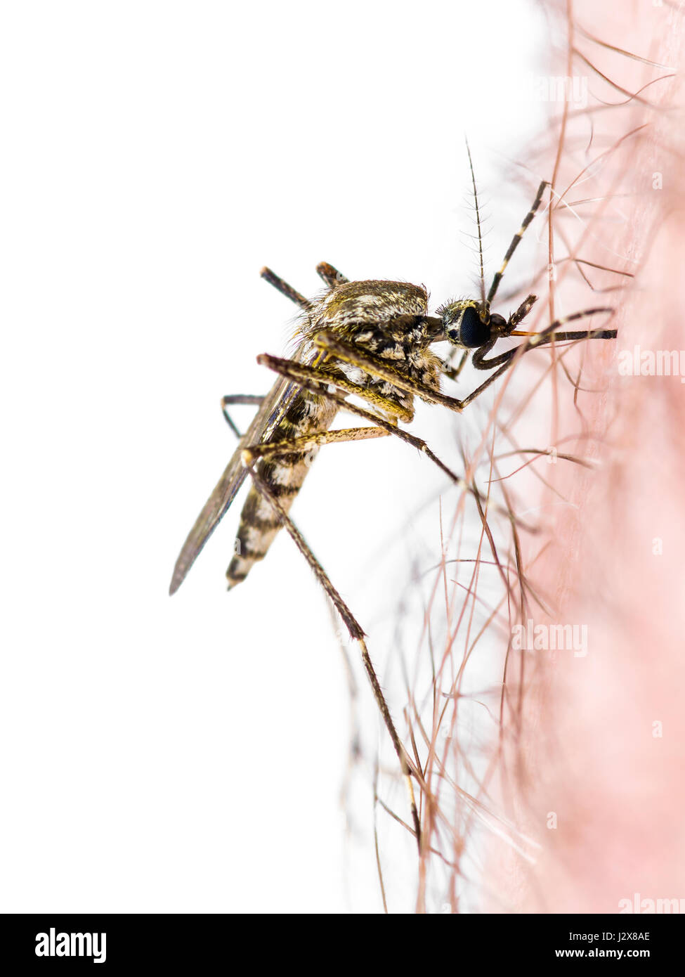 Zika Virus Infected Mosquito Bite Isolated on White Stock Photo - Alamy