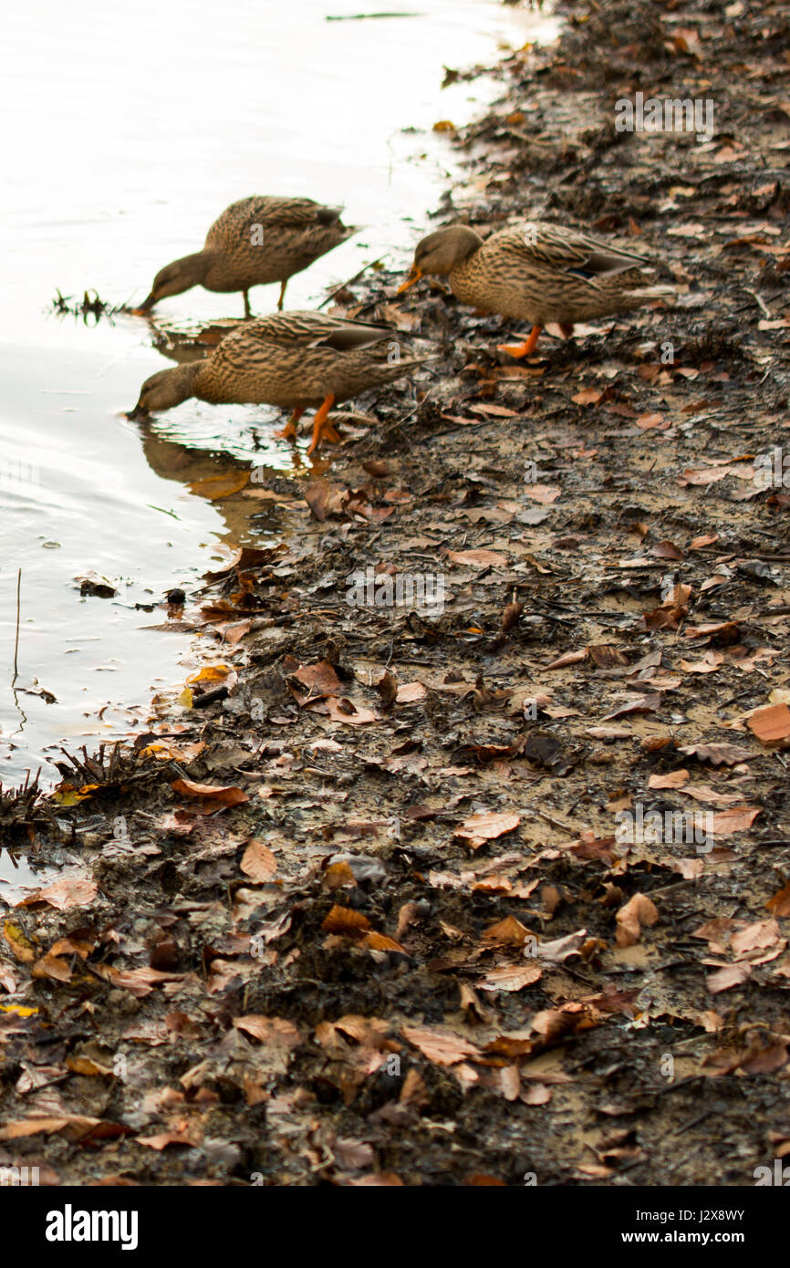 Lonely ducks are by the side of the pond Stock Photo Alamy
